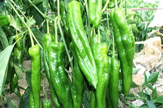 好消息：十畝地的豫藝順美早椒賣(mài)了15萬(wàn)！