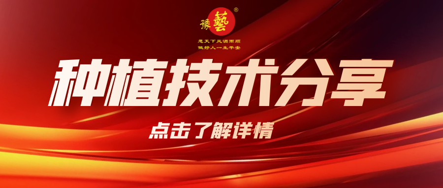 要想種出精品率高的胡蘿卜，這7點要注意！