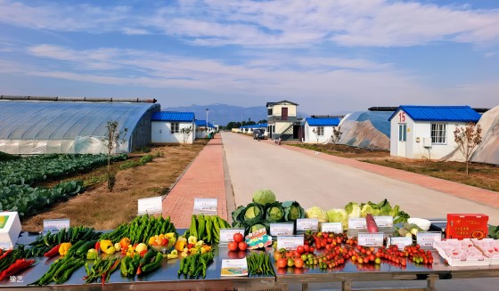 冷空氣來臨，面對“蹦極式”降溫，瓜果蔬菜如何加強防范應(yīng)對？