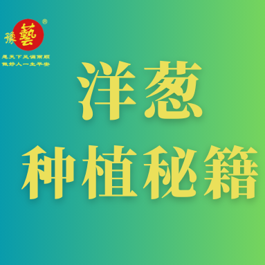 洋蔥種植秘籍：掌握這八點，種出優(yōu)質(zhì)洋蔥！